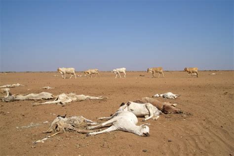 World At Crossroads In The Drought Management As The Drought In