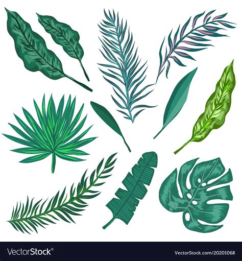 Download Tropical palm leaves and jungle leaves Royalty Free Vector