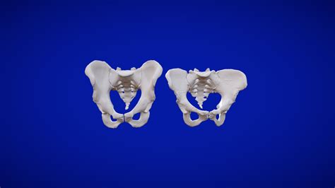 Human Male And Female Pelvis Download Free 3d Model By Ramon