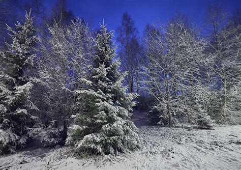 Snowy Trees At Winter Night By Teemu Tretjakov Meenas