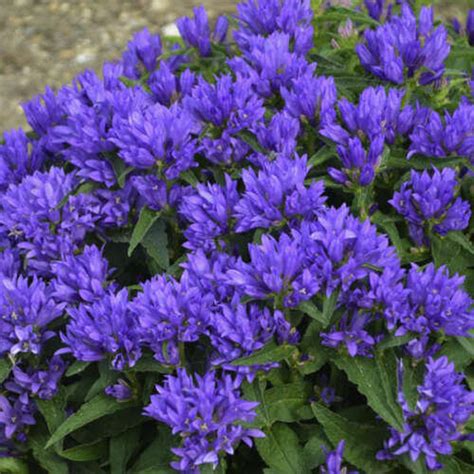 Campanula Genti Blue Bell Flower Perennial Etsy