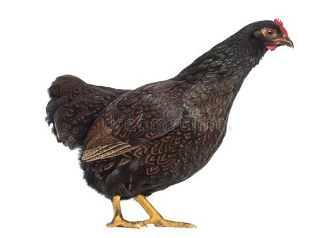 Buff laced barnevelder rooster over black double laced hens will produce all blue double laced chicks. Double Laced Barnevelder Hen, Popular Dutch Chicken Hybrid ...