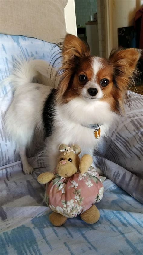Find out why we love this continental toy spaniel in our short the papillon dog breed first became popular in the middle ages! Papillon Lulù ️ | Papillon dog puppy, Papillon dog ...