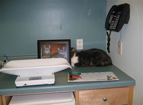 Find veterinarians and clinics in your area using our easy to use search tools. 61 Cats Who Just Realized You Took Them To The Vet | Bored ...