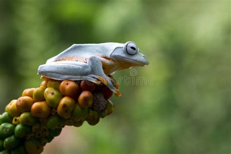 1162 Fruit Frog Stock Photos Free And Royalty Free Stock Photos From
