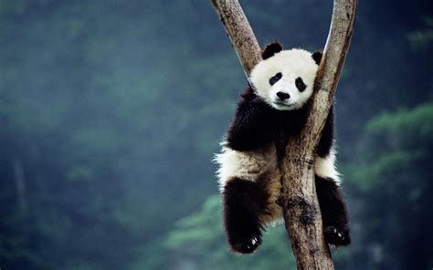 Baby Pandas Wallpaper Wallpapersafari