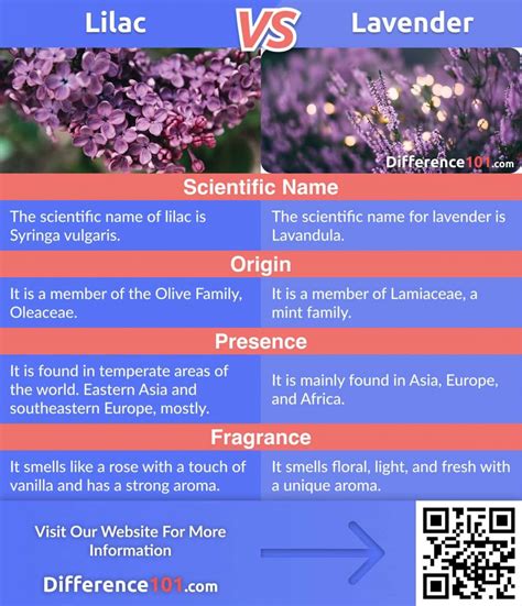 Lilac Vs Lavender Differences Pros And Cons Similarities ~ Difference 101