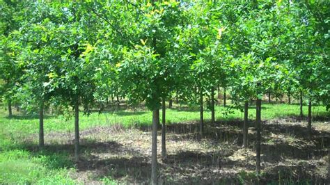 Shade Trees For Sale Youtube