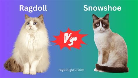Difference Between Snowshoe Vs Ragdoll Cat Learn Them Before Buying