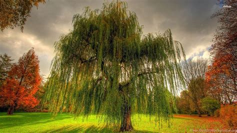 Weeping Willow Wallpaper Images