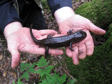 California Giant Salamander Amphibians Of The Bouverie Preserve Of Acr