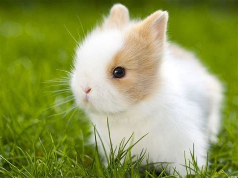 Pin Von Wolff Solutions Auf Animals Zwergkaninchen Babytiere Kaninchen