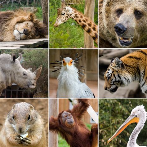 10 Animales Salvajes Los Mejores Sitios Para Ver Animales Salvajes En