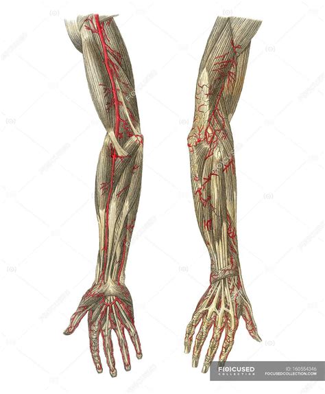 Blood Vessels Of The Arms — Circulation Muscle Stock Photo 160554346