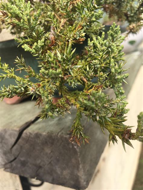 They survive the winters in the egg. Are these Spider Mites on my Needle Juniper? : Bonsai