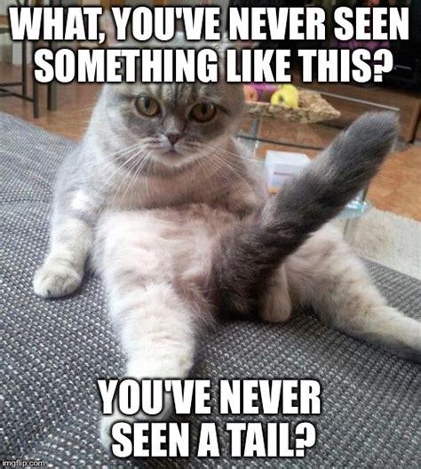 sexy cat memes and s imgflip