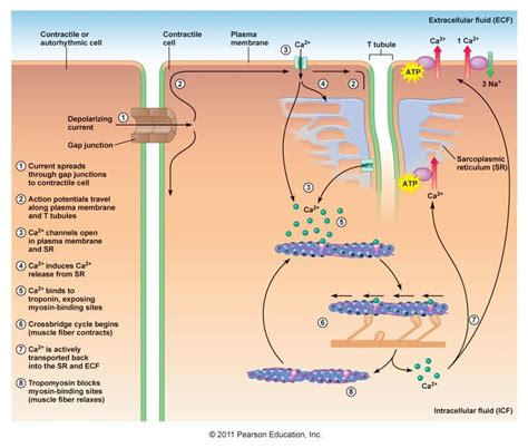 Cardiac muscle cell contraction (general) | Physiology, Exercise