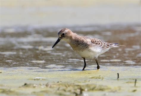 Address, phone number, historic the historic johnson farm and interpretive education center is a great experience for kids to better understand the history. Maryland Biodiversity Project - Baird's Sandpiper ...