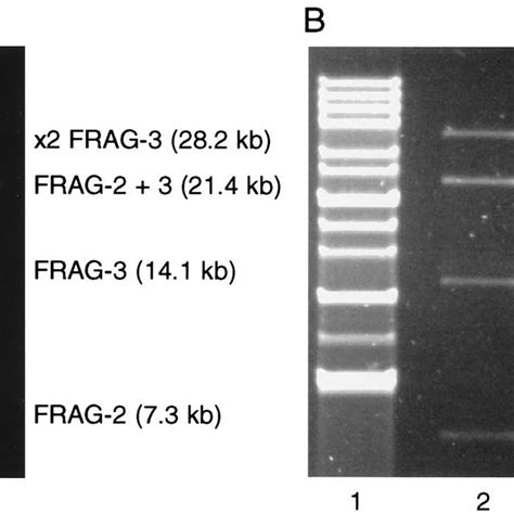 Detection Of Ibv In Infected Vero Cells By Indirect Immuno Fl