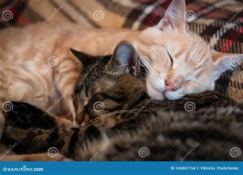 Muzzles Sweet Tabby Cats Sleeping And Hugging On Bed Royalty Free Stock