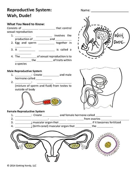 Reproductive Endocrine Systems Distance Learning Digital Lesson