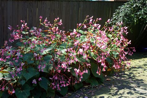 The Hardy Begonia A Star For Every Garden Hillrag