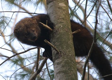 A distinctive characteristic of this cat is the smooth, shaggy coat. Is it a bear...? Is it a weasel...? No--it's a fisher cat ...