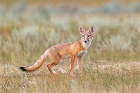 Details On Swift Fox Reintroduction Discussed During Seminar Havre