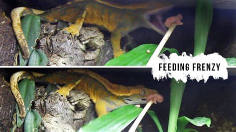 Feeding My Crested Geckos Youtube