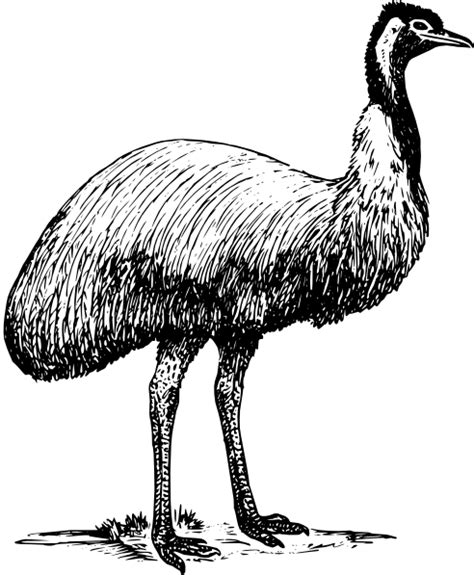 African wildlife chalk white icons set on black vector. Emu Animal Bird Clip Art at Clker.com - vector clip art ...