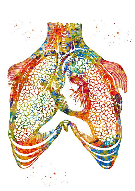 Human Heart And Lungs Digital Art By Erzebet S Pixels