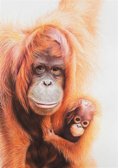 Martin Aveling Art New Limited Edition Orangutan Print