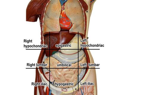 It is imperative that plr marketers understand what their purpose an. Body Quadrants Labeled : Anatomical Planes Of The Body ...