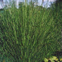 Trugreen.com has been visited by 10k+ users in the past month Vetiver growing on POME: (a) Vetiver starting day, (b) low... | Download Scientific Diagram