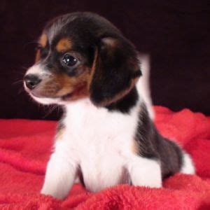 Pocket beagle complete owners manual. Queen Elizabeth Pocket Beagle Puppy & Queen Elizabeth ...