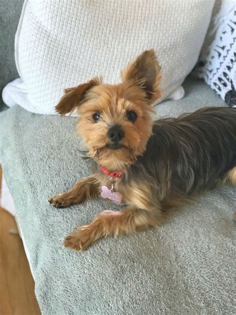 The both are bonded to play and cuddle. Adopt Bonded Pair of Yorkies! on Petfinder | Adorable cute ...