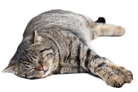 Gray Cat Sleeping On A White Background Isolated Stock Photo Image