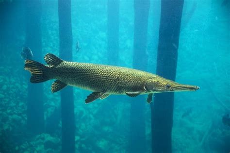 TPWD unveils new alligator gar website | News | mysoutex.com