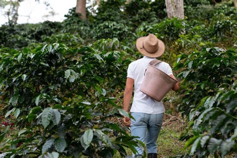 Papua New Guinea Coffee Mysterious Taste From Oceania