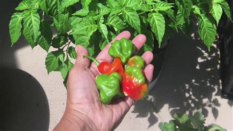 Growing Sweet Pepper Plant In Container And Harvest 2018 Aji Dulce Youtube