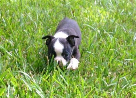 Find boston terrier in dogs & puppies for rehoming | 🐶 find dogs and puppies locally for sale or adoption in ontario : Male Boston Terrier Puppies for Sale in Graceville ...