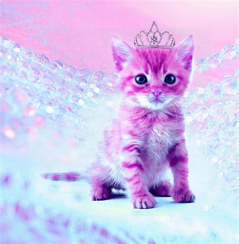 Pink Cat 156954 Pink Catalogo