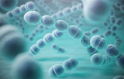 Streptococcus A Bacteria That Can Cause Multiple Infections