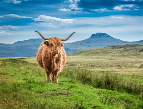 10 Magnificent Animals To Spot In The Highlands