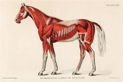 Superficial Layer of Muscles by an unknown artist (1904), a medical