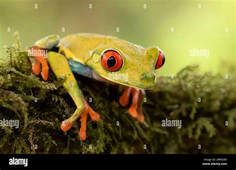 Red Eyed Tree Frog Agalychnis Callidryas On A Moss Covered Branch In