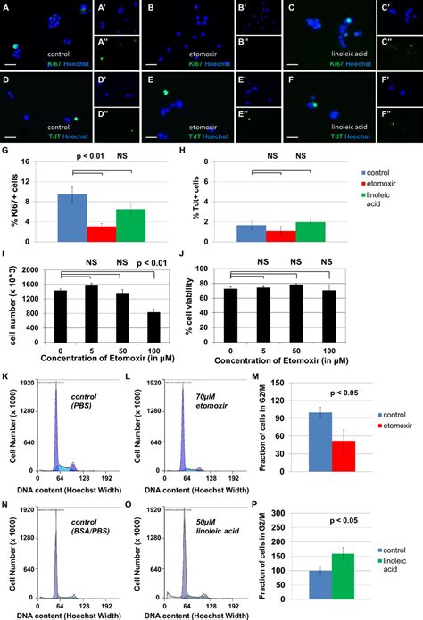 Neural Stem Cells In The Adult Subventricular Zone Oxidize Fatty Acids