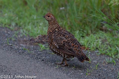 Maine Spruce Grouse Birds In Photography On Forums