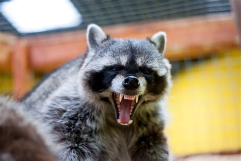 Dangerous Diseases Carried By Raccoons Wildlife Troopers