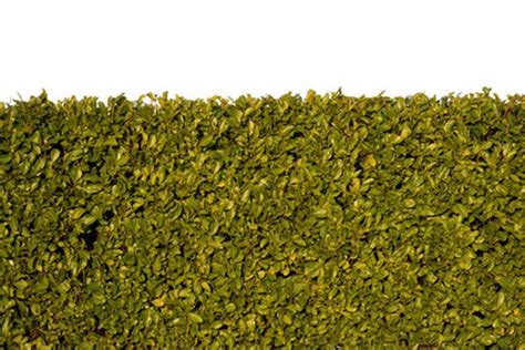 The Best Quick Growing Hedges For Sun And Shade Hedges